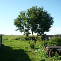 Рябина у дома