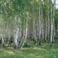 Лес возле села