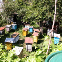 Бджілки трудівниці