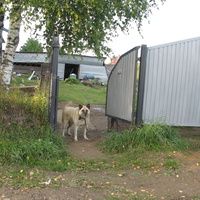 Выльгорт строгий сторож