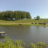 один из Бессоновских прудов