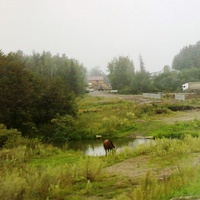 Туманный денёк в окрестностях Лесосибирска.