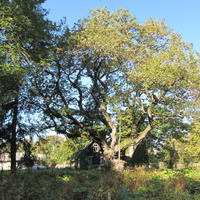 Сокральный дуб в усадебном парке