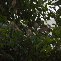 "Райские" птицы во внутреннем дворике