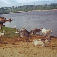 Сыктывкар 2005 Заречье река Вычегла
