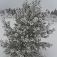 Зима в Протасах