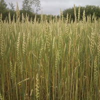 Пшеница на поле за Петешкино (август 2012 г.)