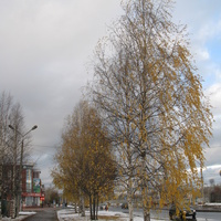 Эжва 2013 ул. Мира березы