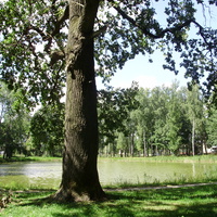 Дуб возле озера в парке Жуковского