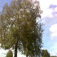 Отчего так в России березы шумят?