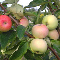 Такие яблоки растут в Каменном Овраге.
