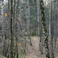 В Зюзенском лесу