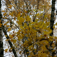 Осенние деревья