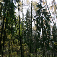 Смешанный лес