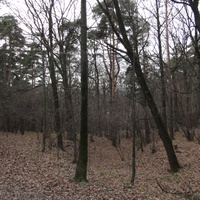 Овраг в Загорьевском парке