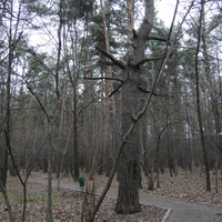 Старая сосна в Загорьевском парке