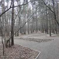 Сосны в Загорьевском парке