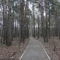 В осеннем сосновом парке