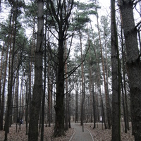 Осенние сосны