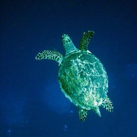 Зеленая черепаха