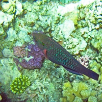 Подводные жители коралловых садов