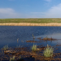 Озеро Сосенки до высыхания,весна 2013