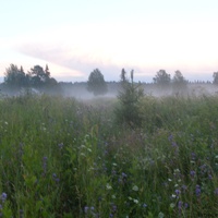 Трава в тумане