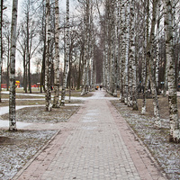 Аллея на улице Березовой