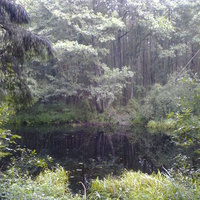 Лісова природа
