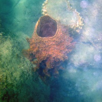 Подводный мир Ко Мака