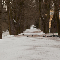 Аллея в Екатерининском парке