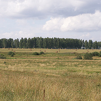 Лес между Пожитовым и Мартыновым