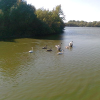 лебеді на ставку