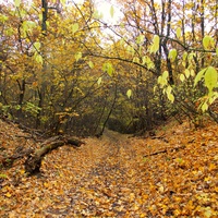 Осень. Дорога в Банинском лесу