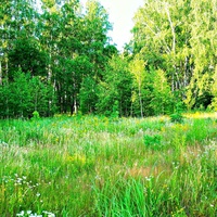 Лесная поляна в Длинном лесу