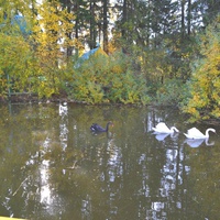 Аук-Буляковские лебеди в пруду