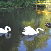 Лебеди в пруду