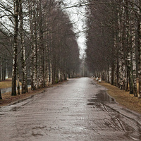 Аллея в Александровском парке