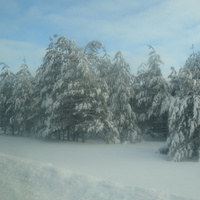 Зимний лес Абамзы