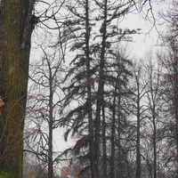 Парк бывшей усадьбы в Загорье