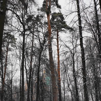 Парк бывшей усадьбы в Загорье