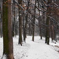 Парк бывшей усадьбы в Загорье