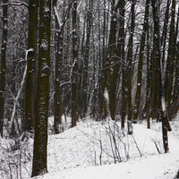 Лес у Загорьевского пруда