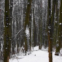 Лес у МКАДа