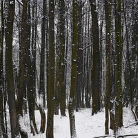 Старый лес у МКАДа