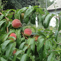 в Ясиноватці родять навіть персики