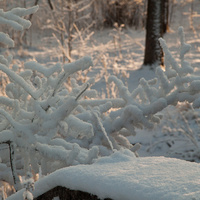 Зима в Баболовском парке