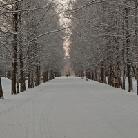Березовая аллея в Александровском парке