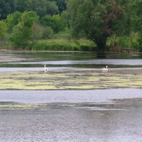 Радиванівський ставок.Вдалині плавають два лебеді із своїми дітками