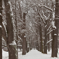 Аллея в Екатерининском парке